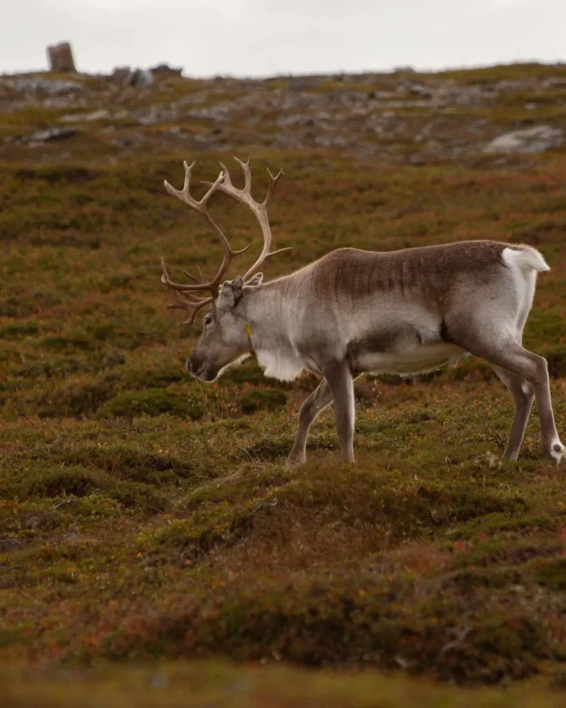 Ein Elch auf einer Wiese in Norwegen